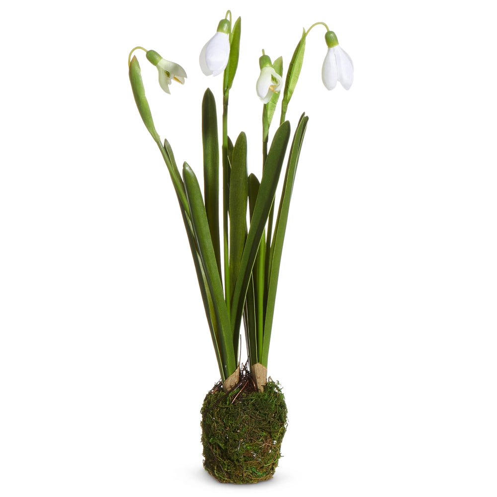 Snowdrop Plant Drop In