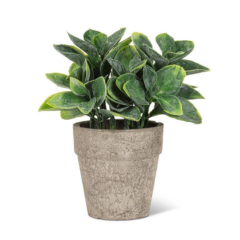 Small Spade Leaf Plant Pot-6"H