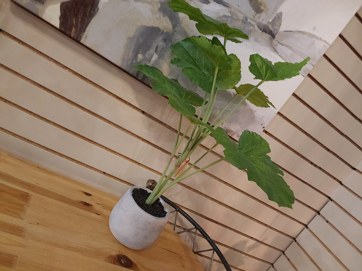 Cantaloupe Leaf Plant N Pot
