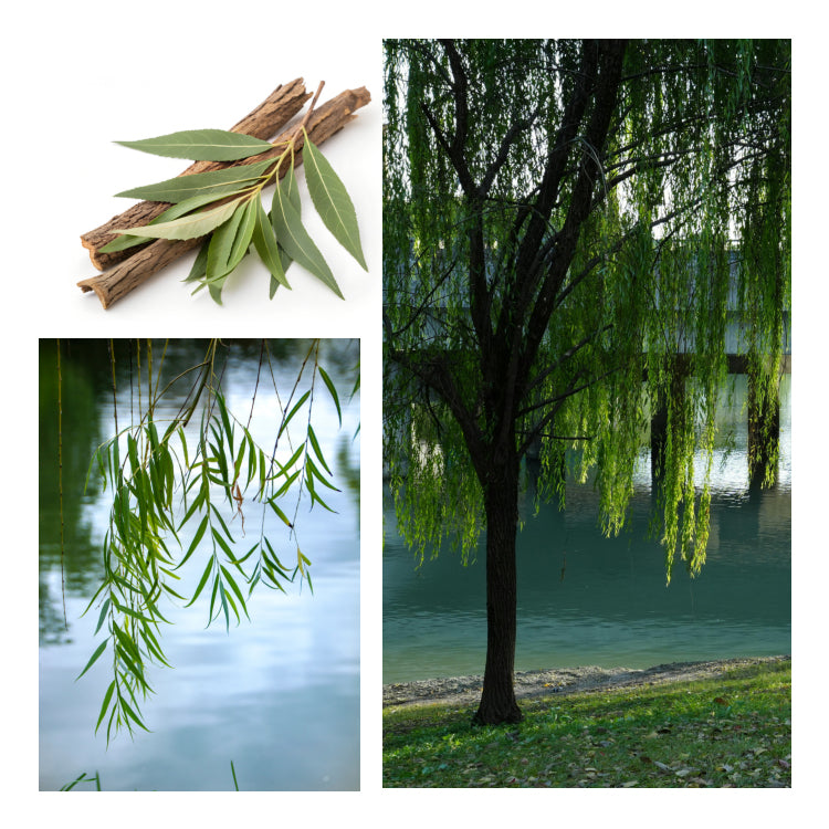 Blue Willow-Melter