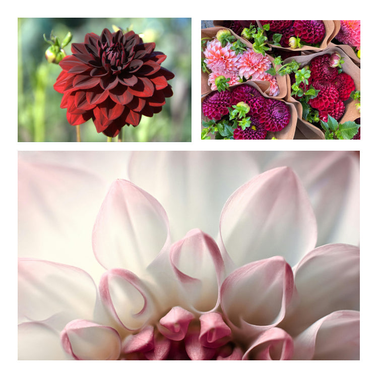 Dahlia Flower-Melter