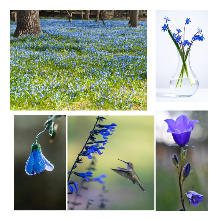 Bluebells