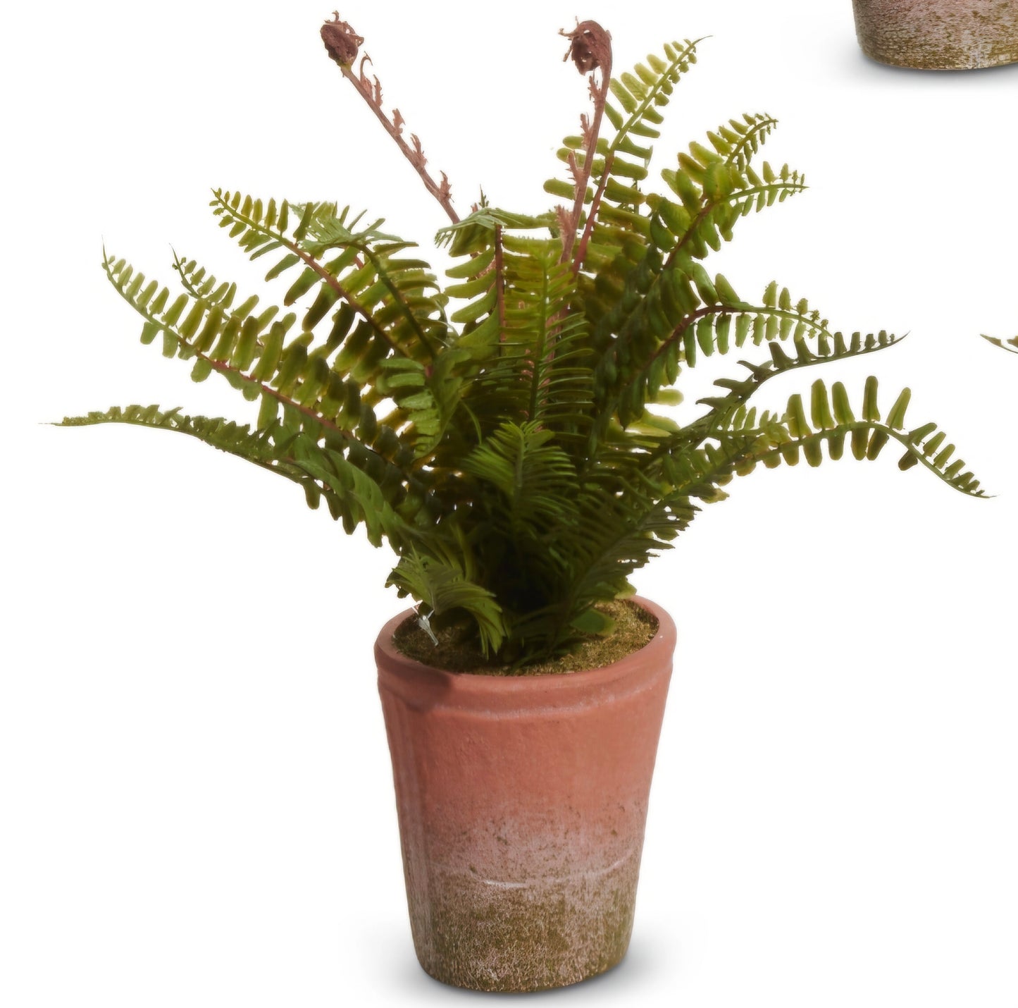 Potted Fern (1) Piece Random