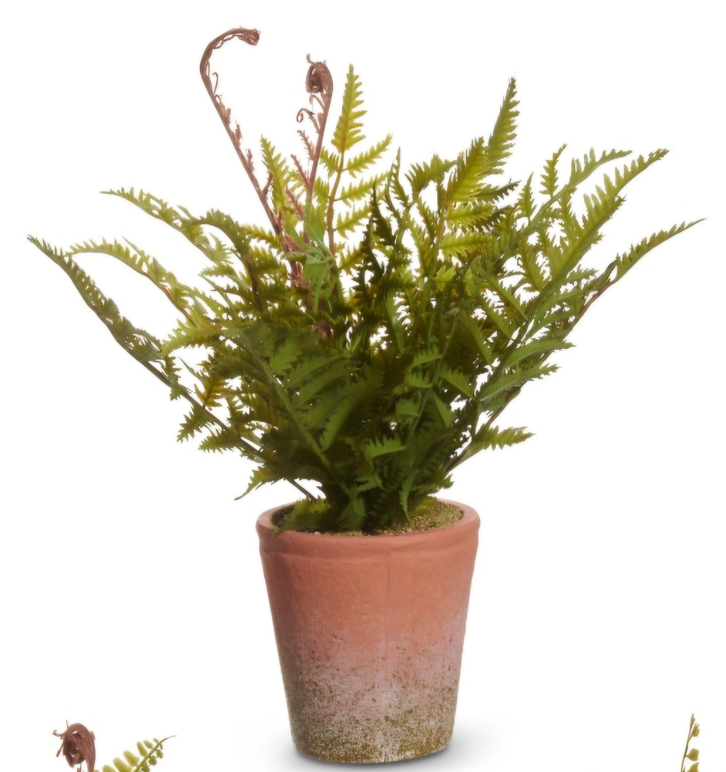 Potted Fern (1) Piece Random