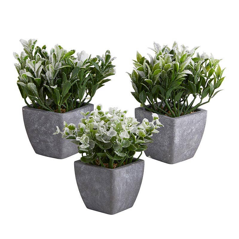 Plants In Pot