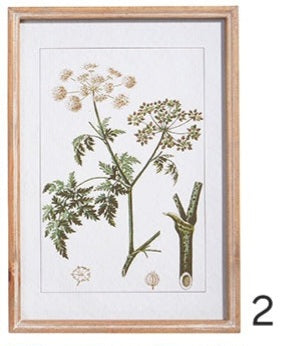 18" Botanical Framed Print Assorted 4