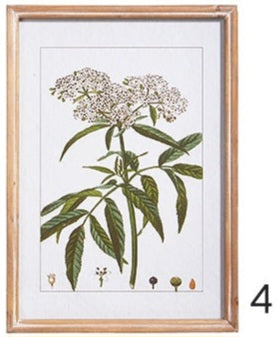 18" Botanical Framed Print Assorted 4