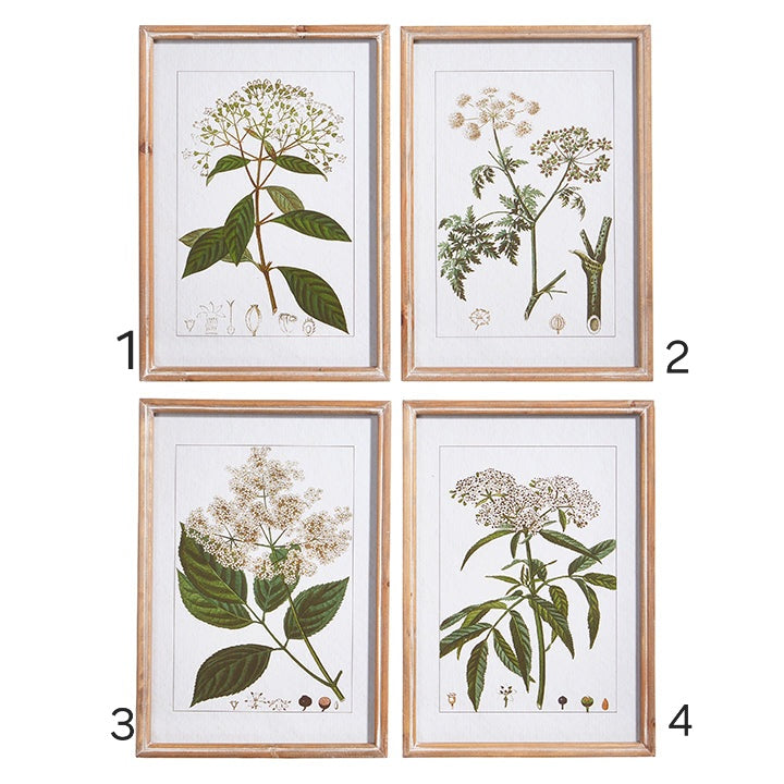 18" Botanical Framed Print Assorted 4