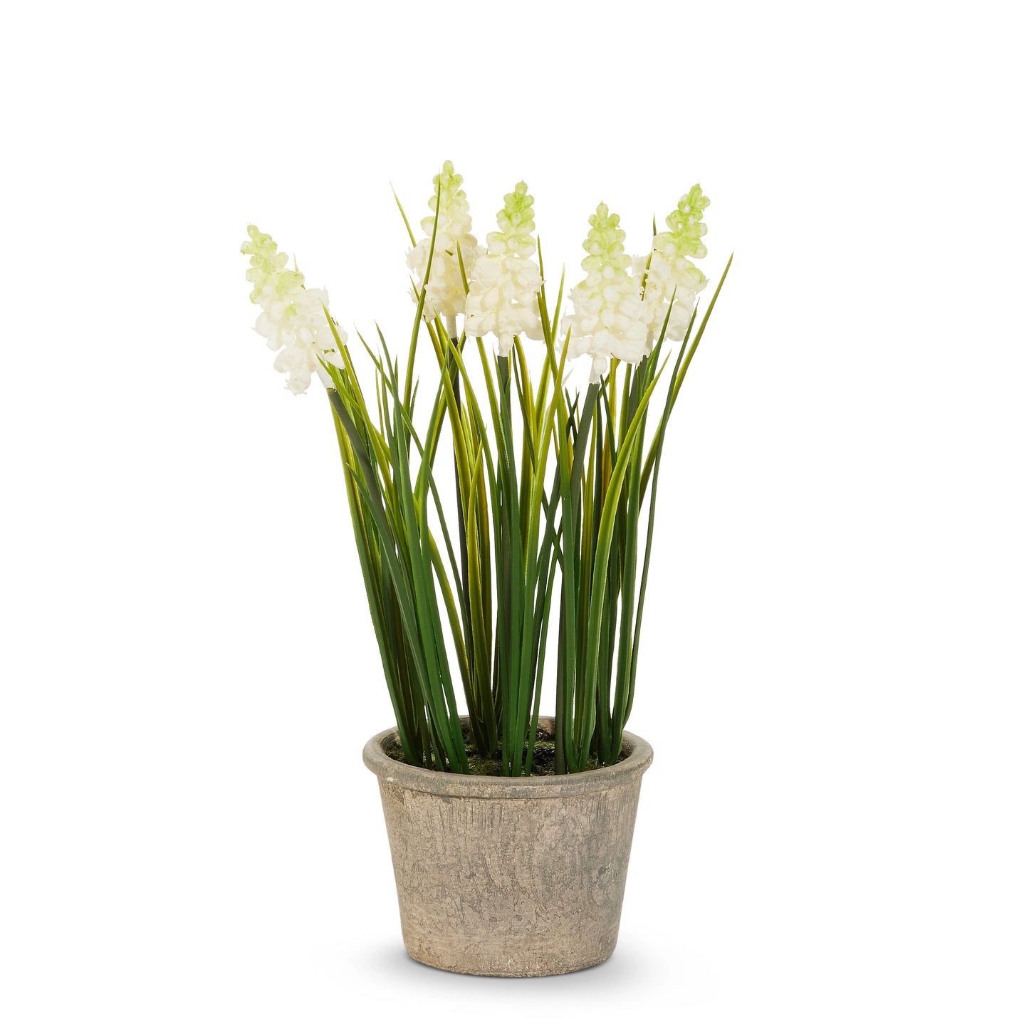 Potted White Grape Hyacinth