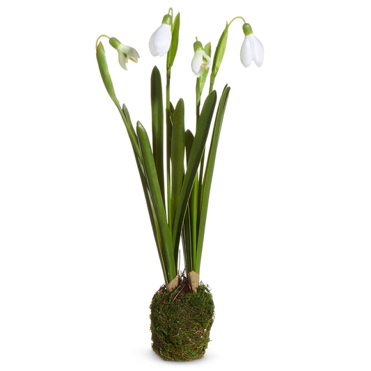 Snowdrop Plant Drop In