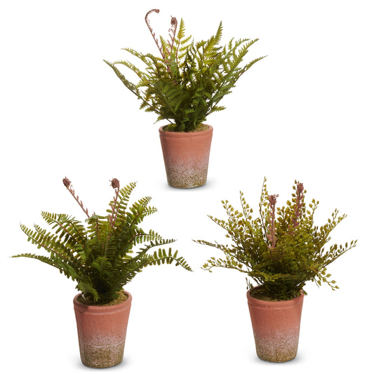 Potted Fern (1) Piece Random