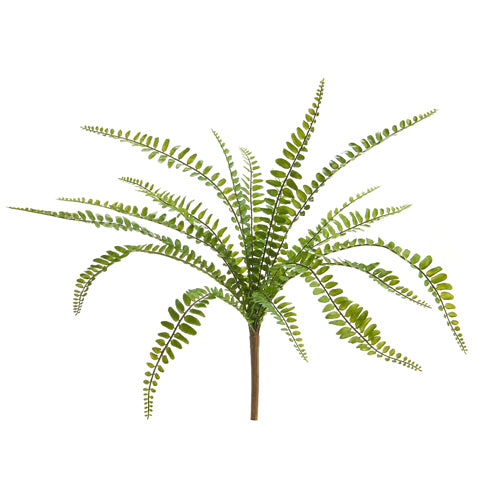 17" Button Fern Bush