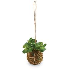 Hanging Succulant Drop In