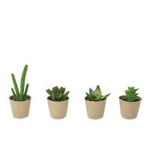 Paper Pot Succulent Assorted/4