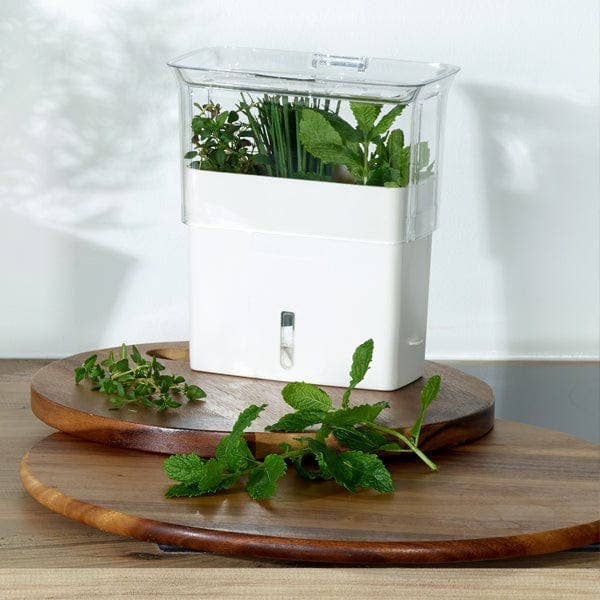 Cole & Mason Fresh Cut Herb Keeper Pot