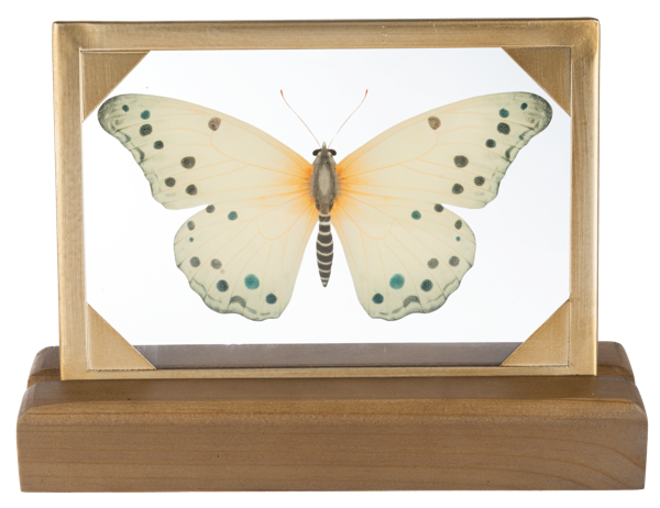 Butterfly Tabletop Decor