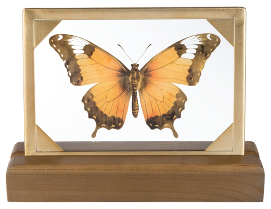 Butterfly Tabletop Decor