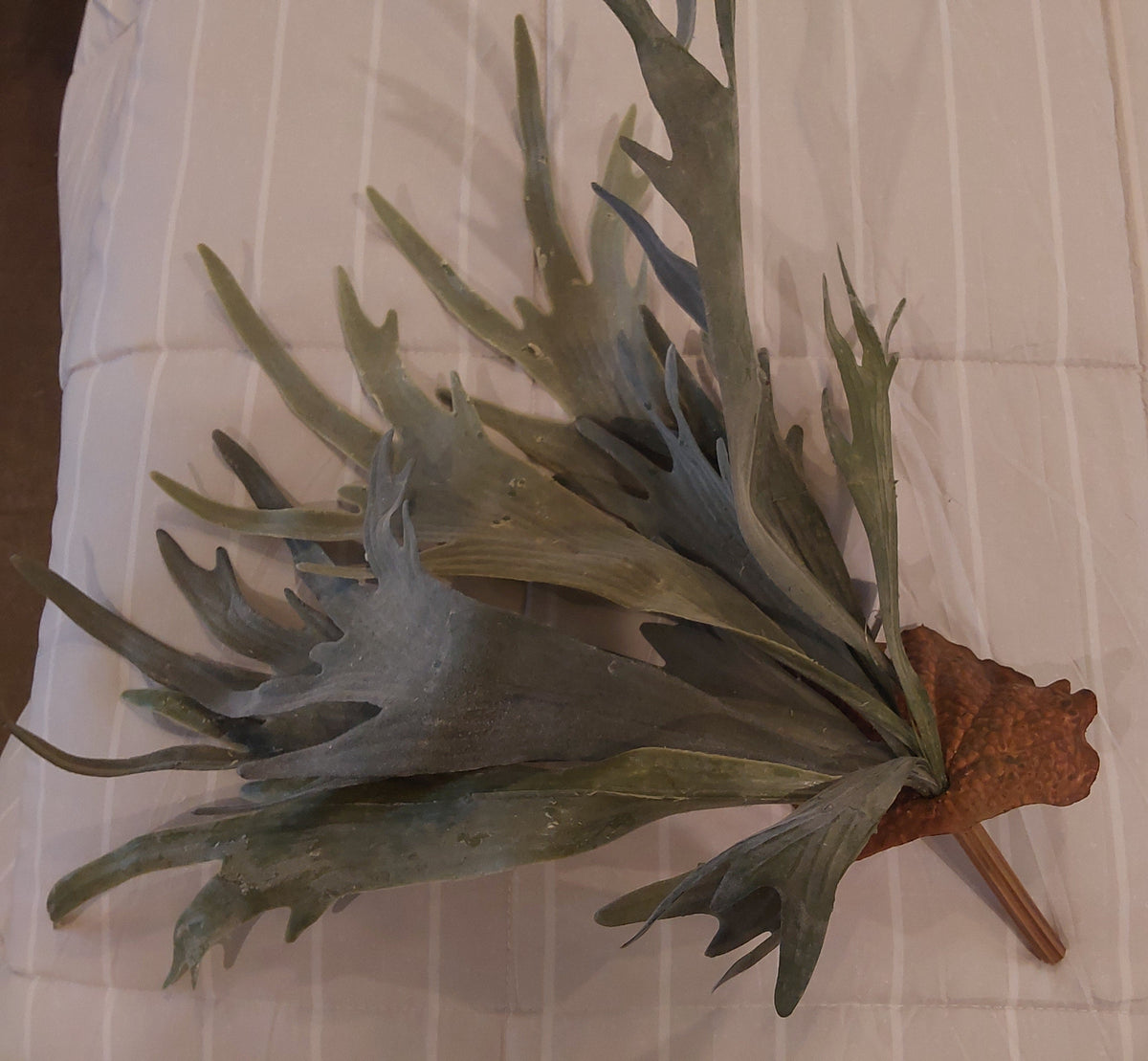 20" Staghorn Fern Bush