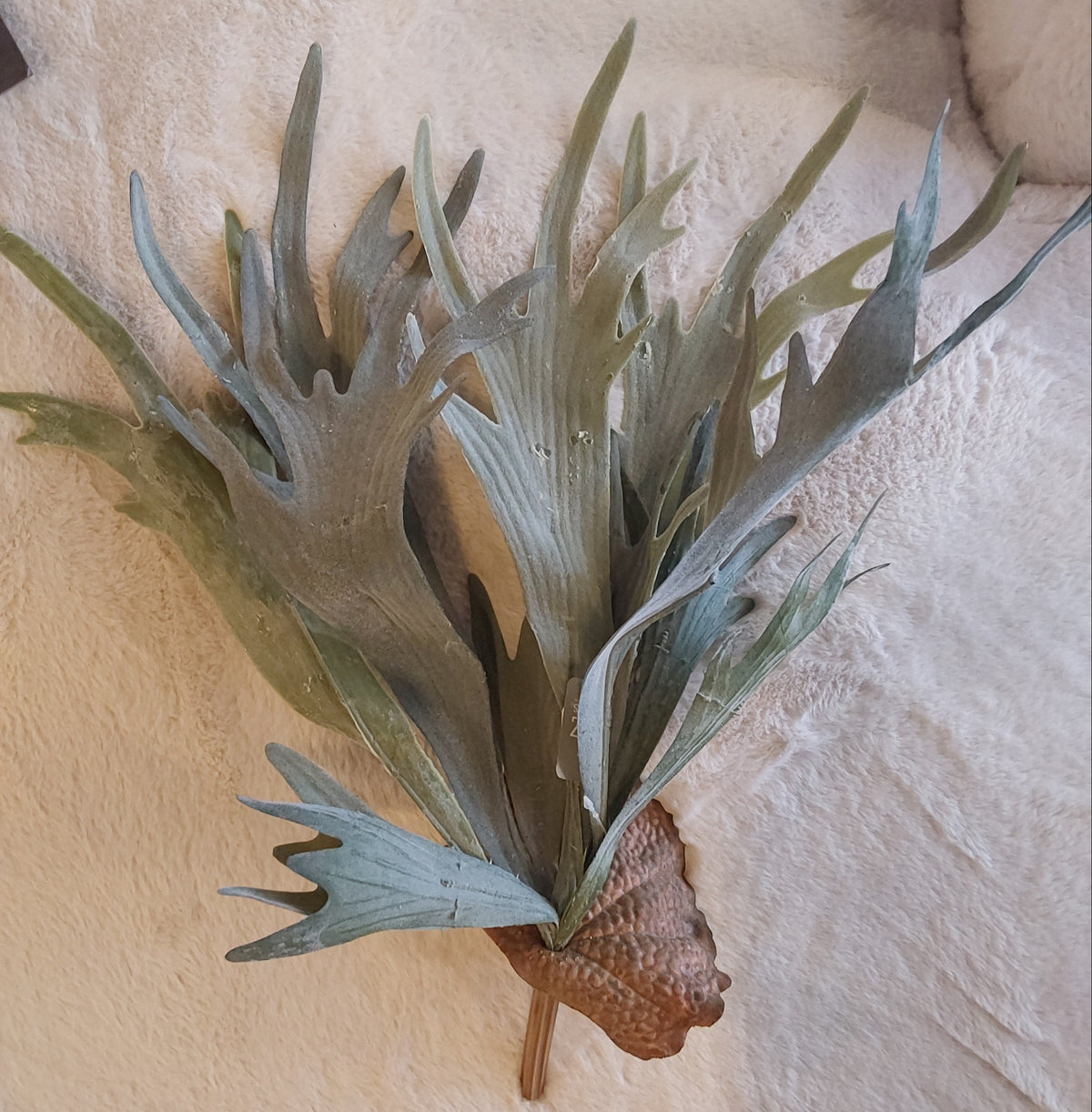 20" Staghorn Fern Bush