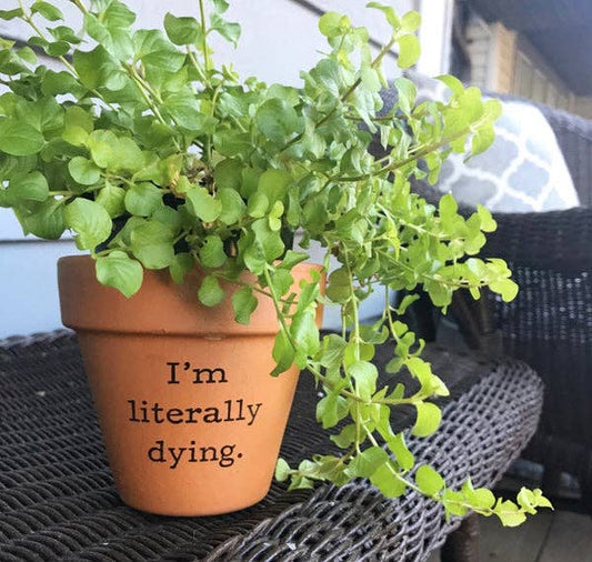 Literally Dying Terra Cotta Flower Pot